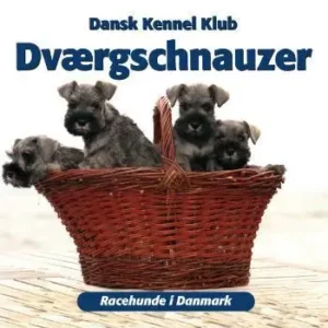 Dværgschnauzer