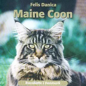 MAINE COON