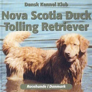 Nova Scotia duck tolling retriever