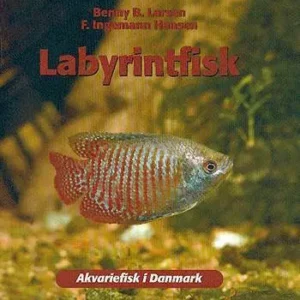 Labyrintfisk