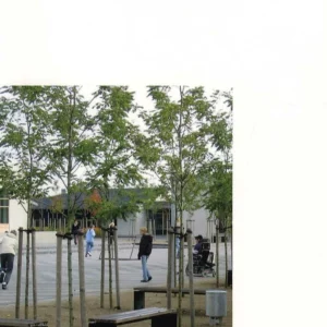 Folkeskolens udeanlæg