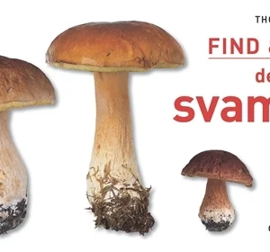 Find og Spis de allerbedste spisesvampe