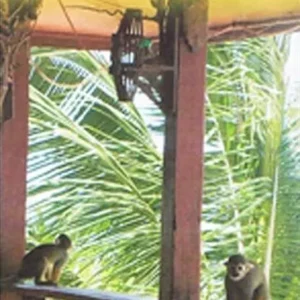 Surinam & French Guiana