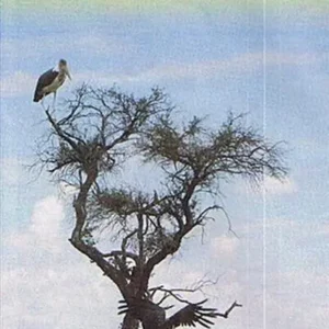 Botswana & Zimbabwe