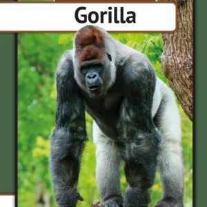 Gorilla