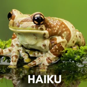 HAIKU