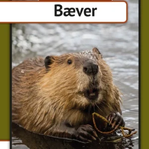 Bæver