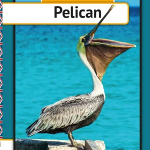 Pelican