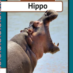Hippo