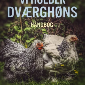 Vi holder dværghøns