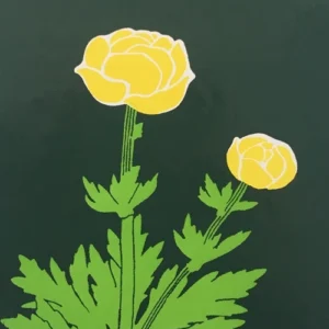 Dansk feltflora