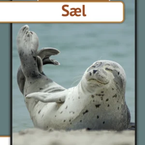 Sæl