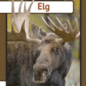 Elg