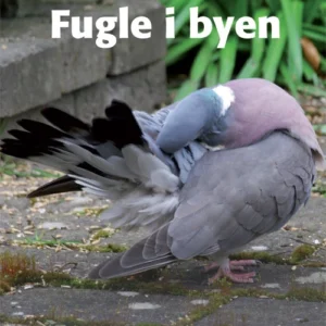 Fugle i byen