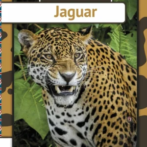 Jaguar - engelsk