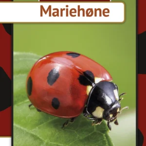 Mariehøne