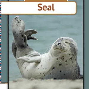 Seal