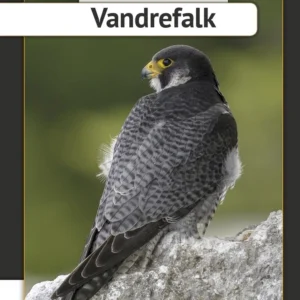 Vandrefalk