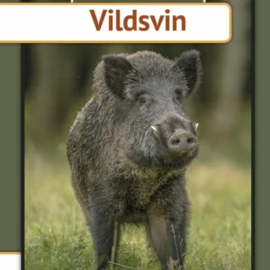 Vildsvin