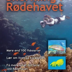 Snorkling i Rødehavet