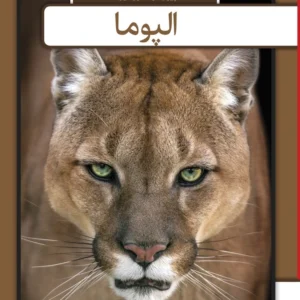 Puma - arabisk