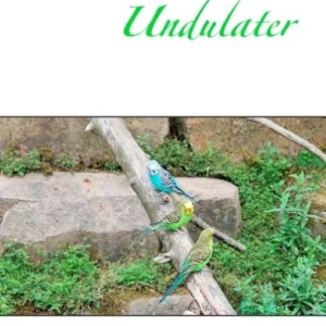 Undulater