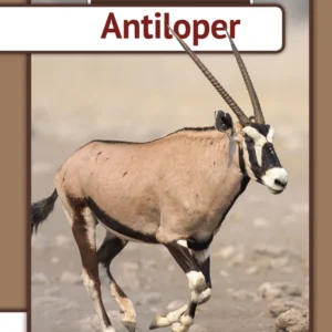 Antiloper