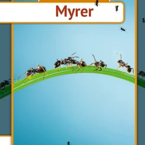 Myrer