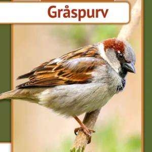 Gråspurv