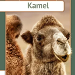 Kamel