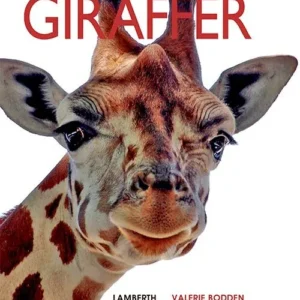 Giraffer