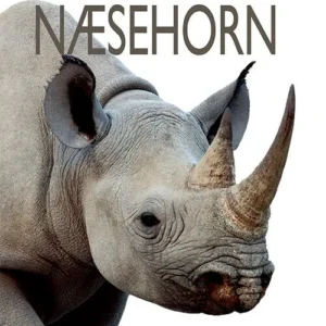 Næsehorn