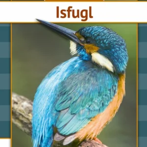 Isfugl