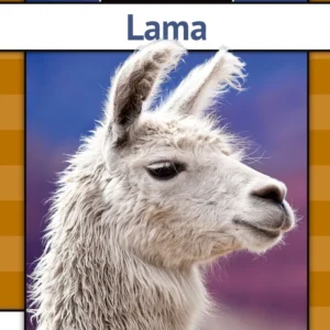Lama