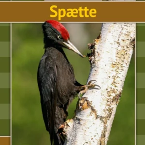 Spætte