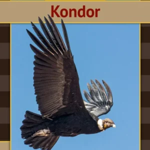 Kondor