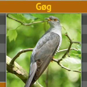 Gøg