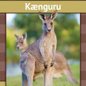 Kænguru