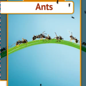 Ants