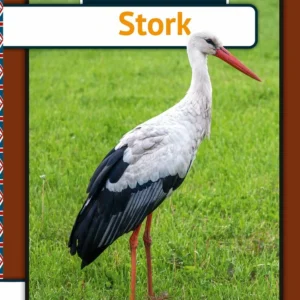 Stork - engelsk