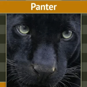 Panter