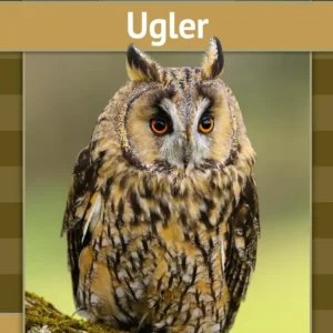 Ugler