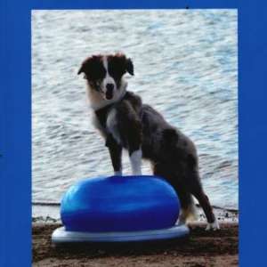 Hold din hund fit for fight