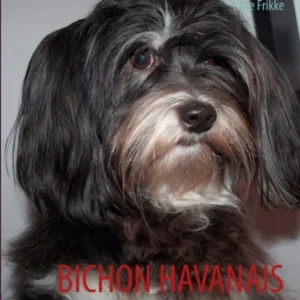Bichon Havanais