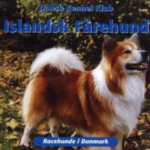 Islandsk Fårehund