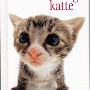 Guddommelige katte