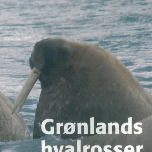 Grønlands hvalrosser