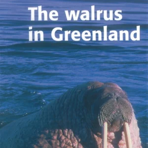The walrus in Greenland