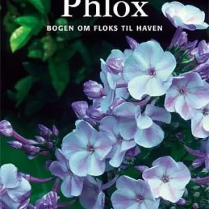 Phlox