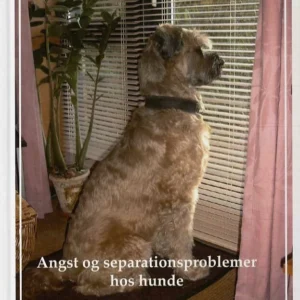 Angst og separationsproblemer hos hunde